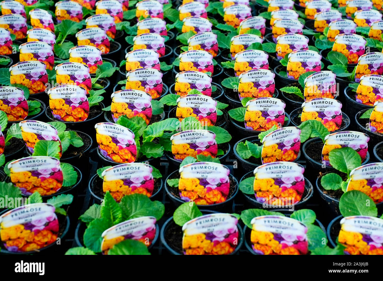 Pots of Primrose plants on sale in a garden centre nursery Stock Photo ...