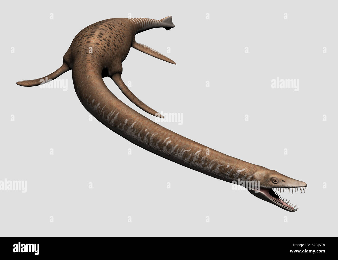 Elasmosaurus platyurus isolated Stock Photo