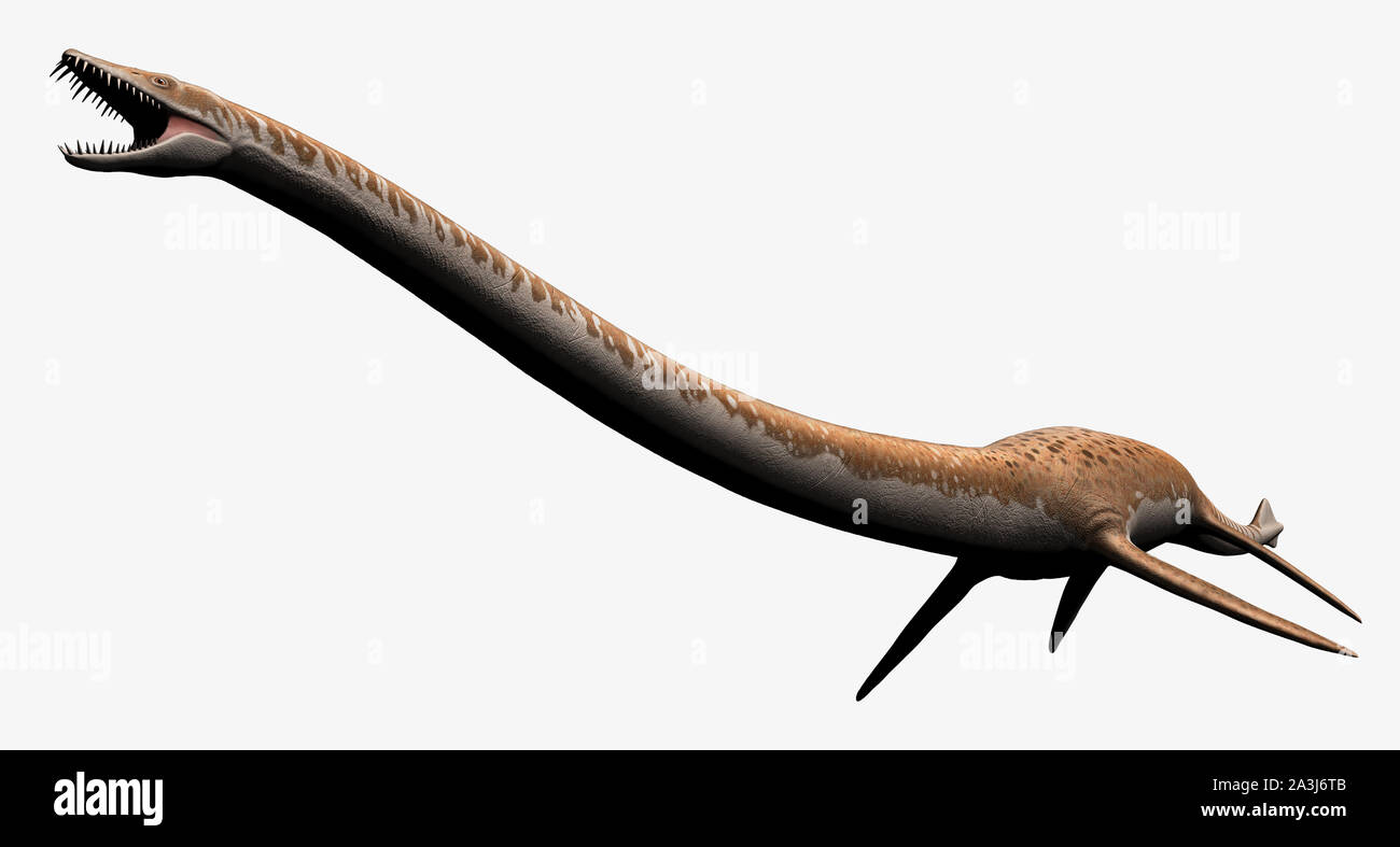 Elasmosaurus platyurus isolated Stock Photo