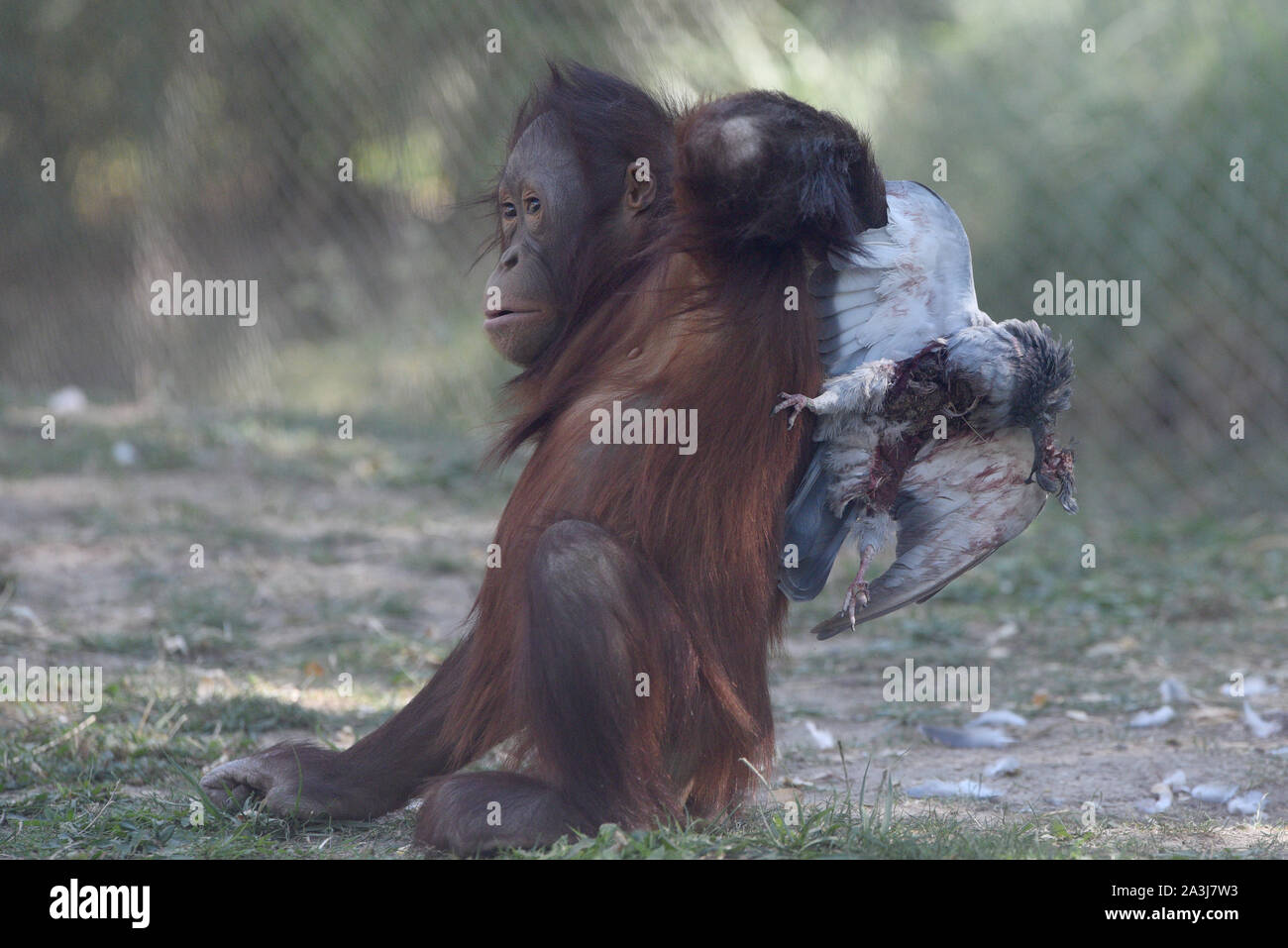 A young female Borneo orangutan, Sabah plays with a dead pigeon in her enclosure at the Madrid zoo, where high temperatures reached 29º degrees Celsius during the afternoon hours.An unusual heat for the month of October continue around the country. Spanish's weather agency AEMET said that temperatures are expected to exceed 35° Celsius in southern provinces as Badajoz, Huelva and Sevilla. Stock Photo