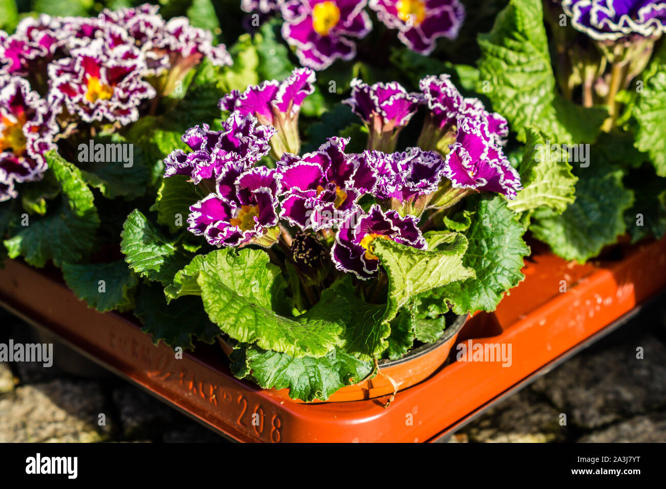 Hybrid primrose in spring Stock Photo