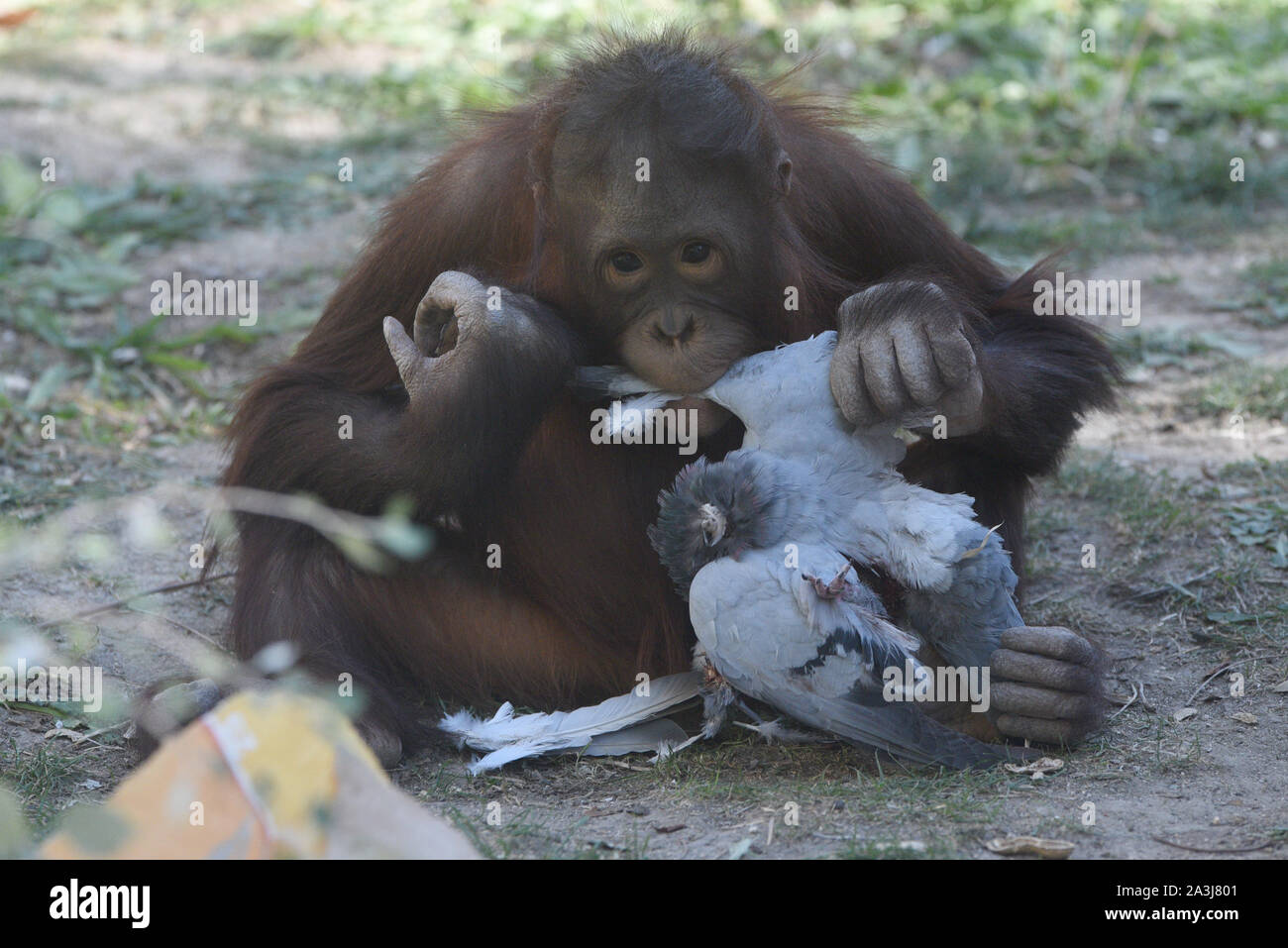 A young female Borneo orangutan, Sabah plays with a dead pigeon in her enclosure at the Madrid zoo, where high temperatures reached 29º degrees Celsius during the afternoon hours.An unusual heat for the month of October continue around the country. Spanish's weather agency AEMET said that temperatures are expected to exceed 35° Celsius in southern provinces as Badajoz, Huelva and Sevilla. Stock Photo