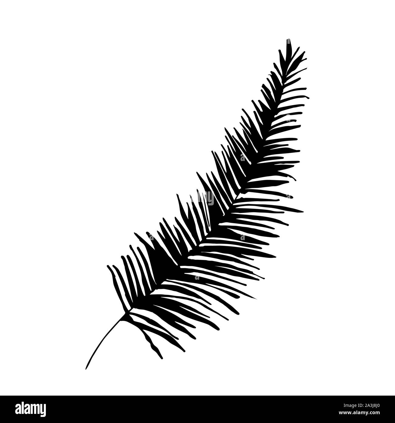 Palm tree foliage silhouette vector illustration. Exotic evergreen branch black symbol. Coniferous forest flora. Exotic plant leafage, fern isolated on white background. Botany poster design element Stock Vector