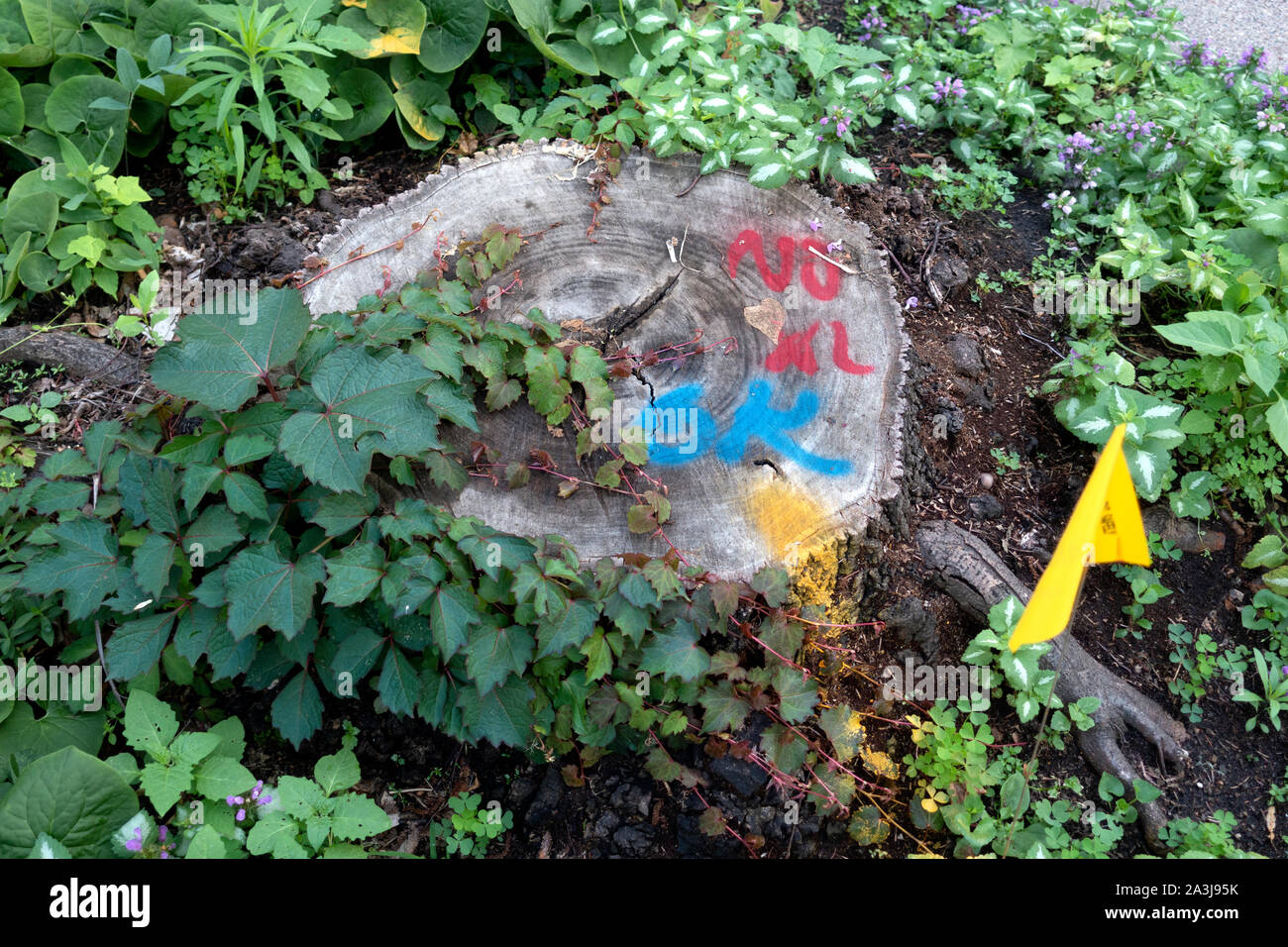 Tree stump marked with symbols and yellow flag having been checked out