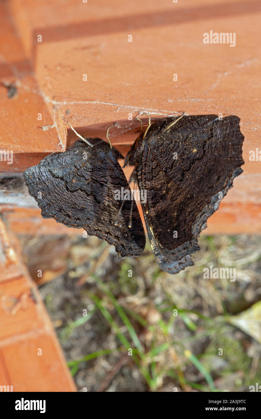 Peacock Butterflies (Aglais io ). Two butterflies, clinging to the inner, underside, roof surface of poultry nest box. Night, or day time refuge in ti Stock Photo