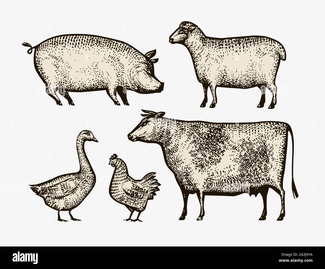 Farm animals hand-drawn. Sketch vintage vector illustration Stock Vector  Image & Art - Alamy