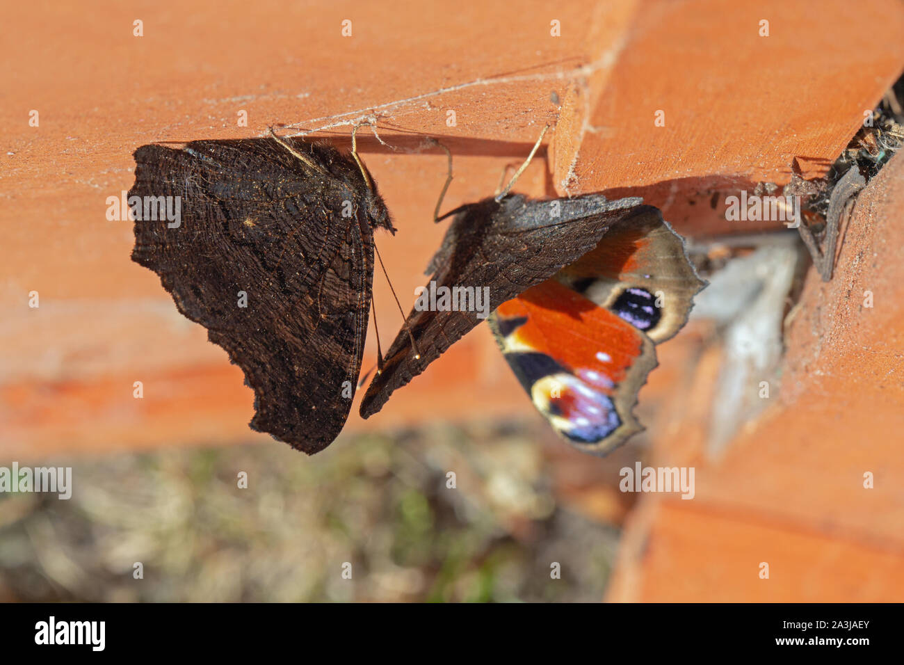 Peacock Butterflies (Agais io ). Sleeping, resting in inclement weather under the roof of a poultry nesting box. Stock Photo