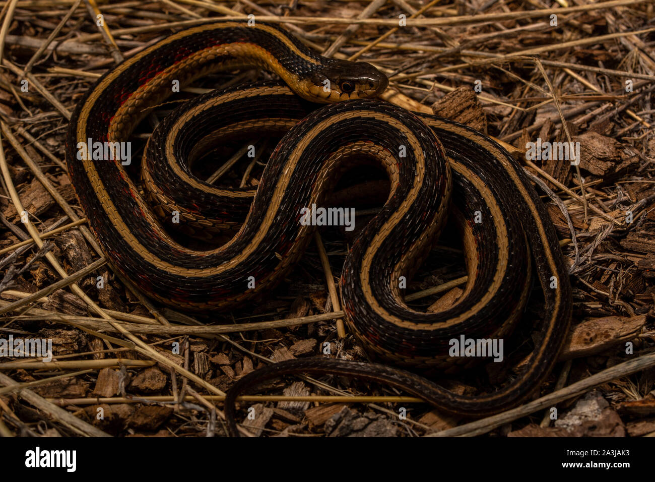 Red-sided Gartersnake (Thamnophis Sirtalis Parietalis) From Yuma County ...