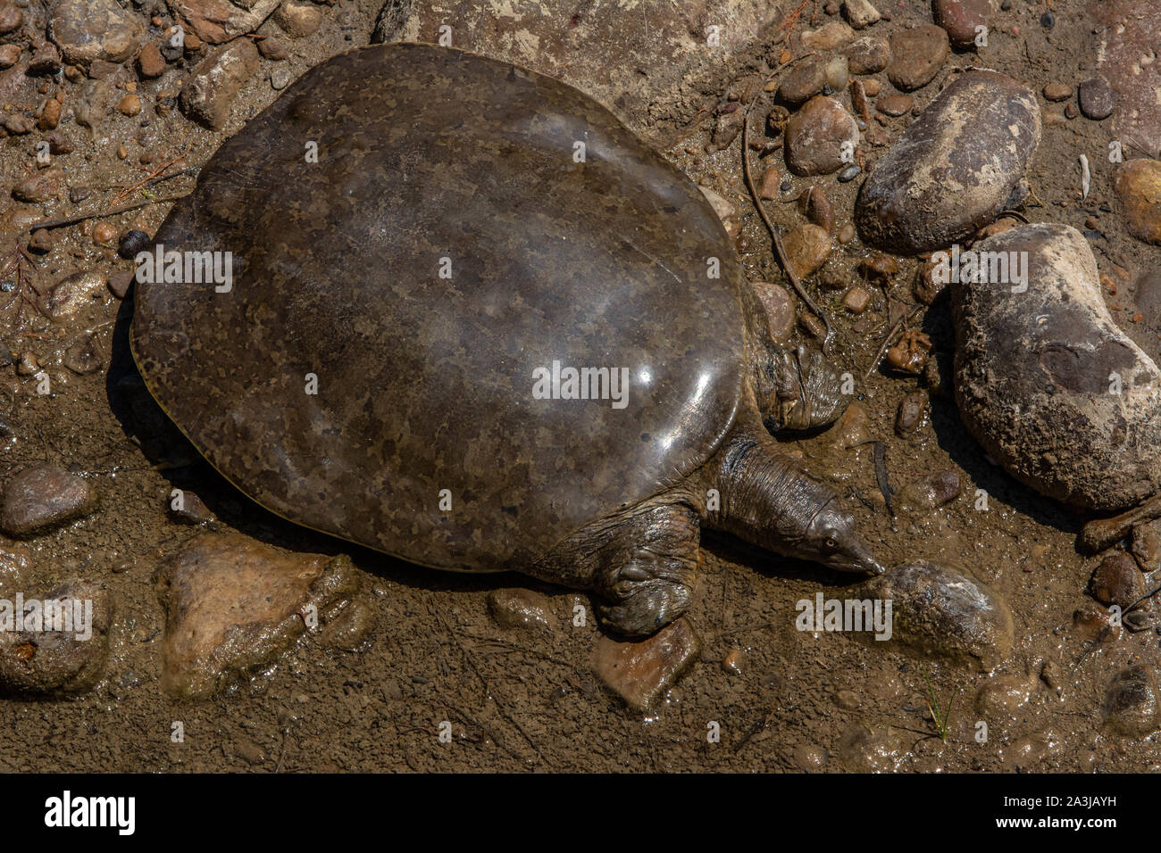 Midland Smooth Softshell (Apalone mutica mutica) from Otero County ...