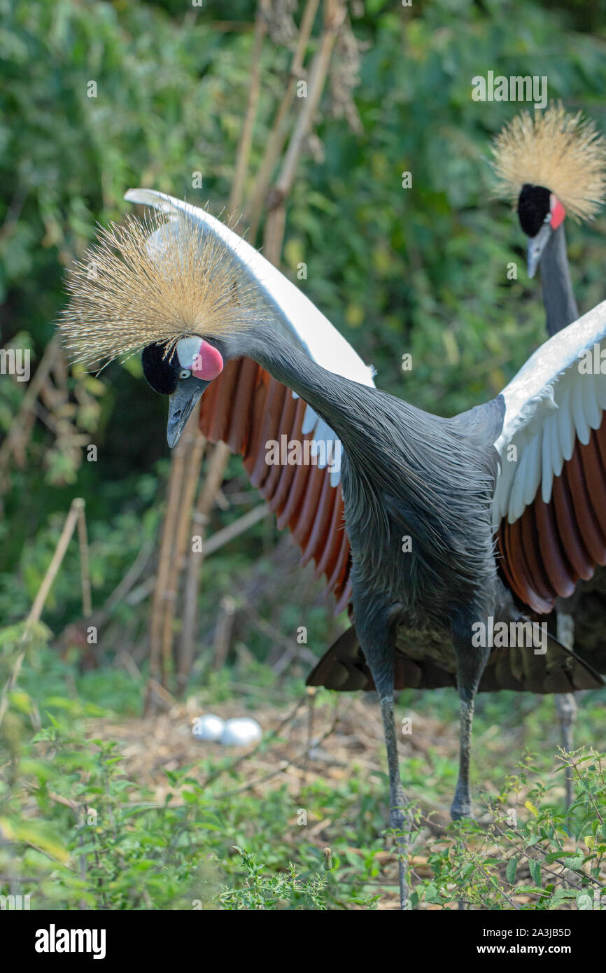 Black, Black-necked, West African Crowned Crane (Balearica p. pavonina). Nesting pair, in an  avicultural collection. Male in front. Stock Photo