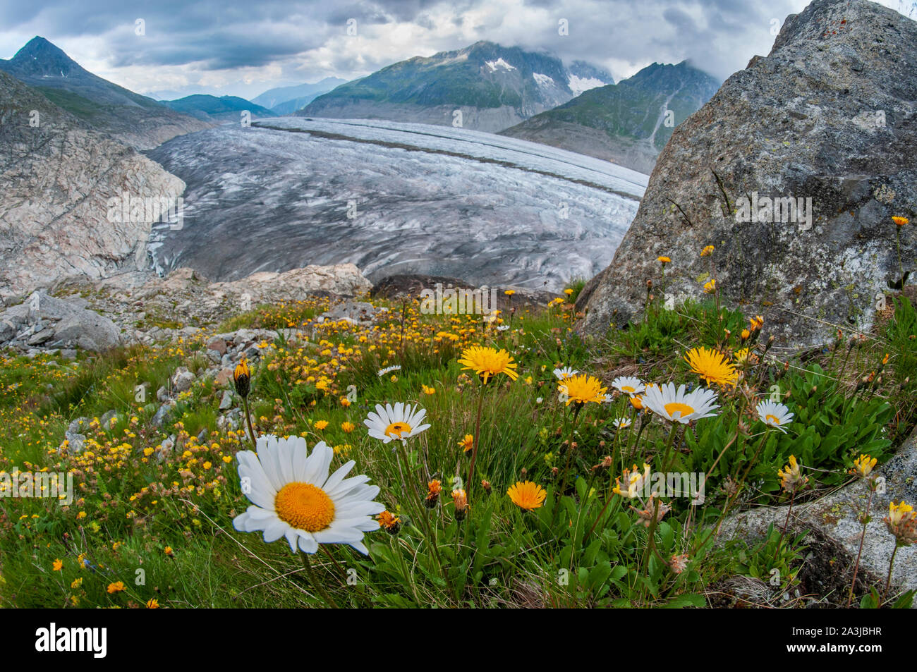 Alpine flowers and beautiful panorama of Aletsch glacier in Switzerland. Melting of ice because of global warming Stock Photo