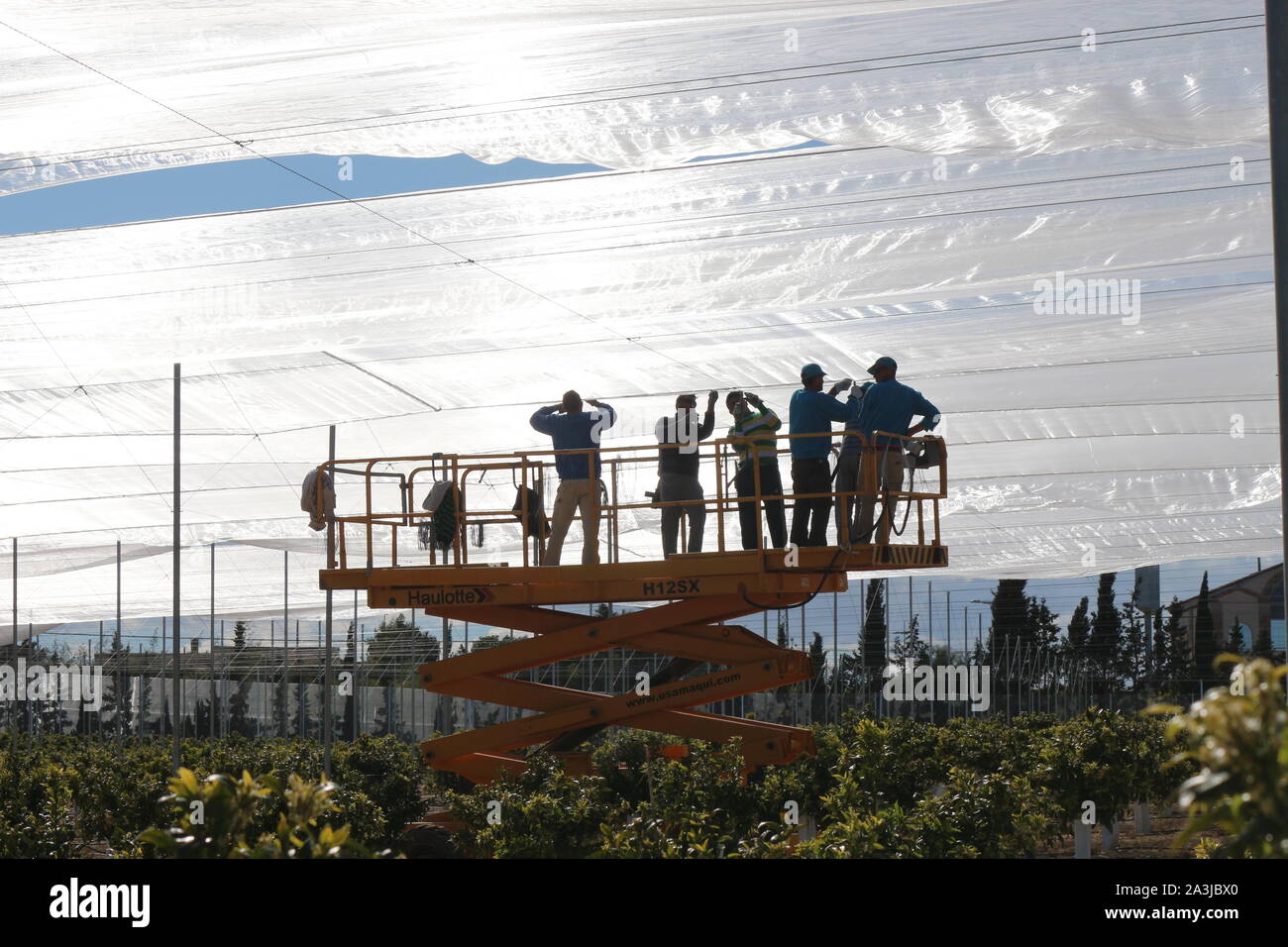 Alicante, Spain. Men working on the top of a scissor lift aerial work platform constructing a polyethylene greenhouse canopy for an orange plantation. Stock Photo
