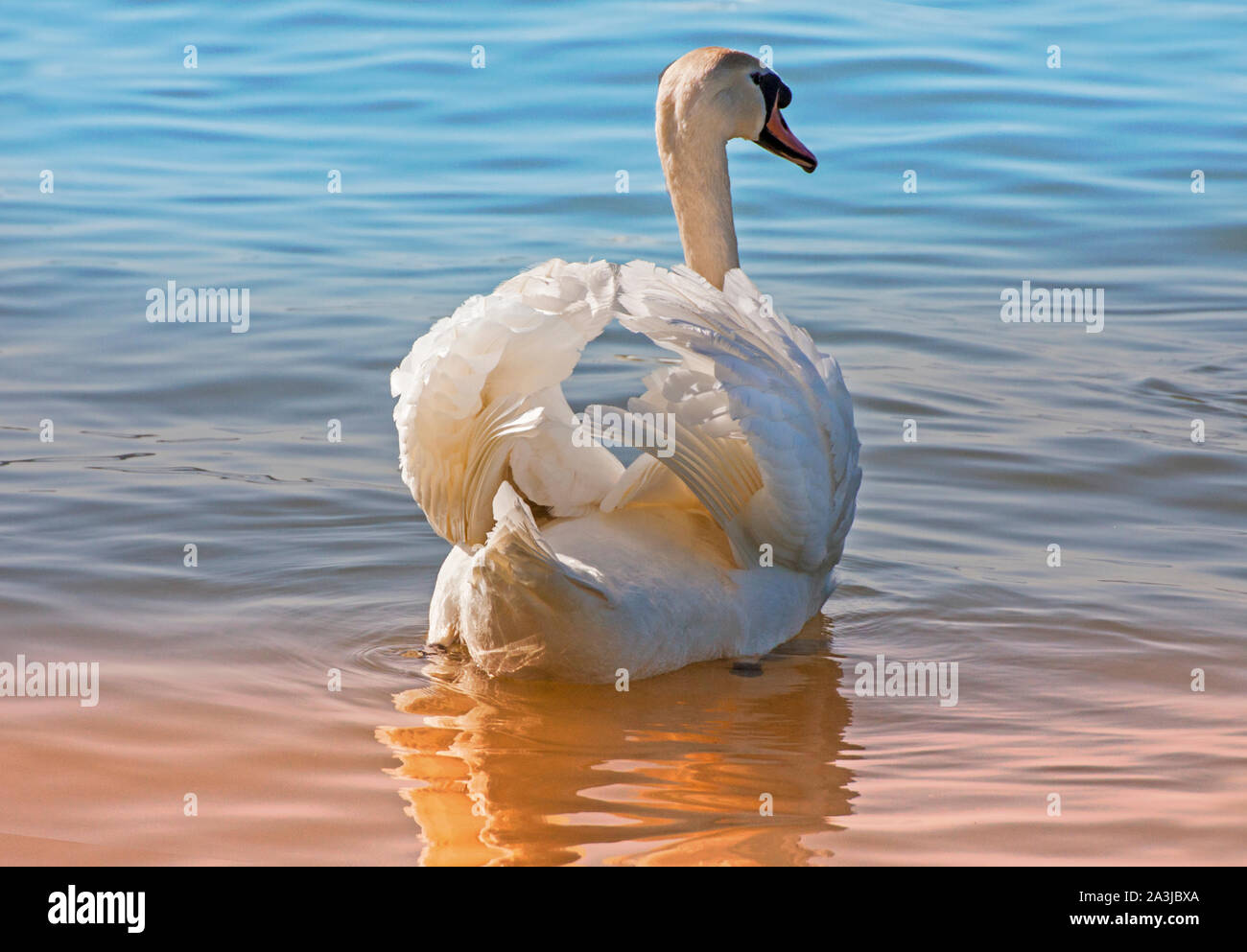 Beautiful adult swan swimming on a lake in summer sunset Stock Photo ...