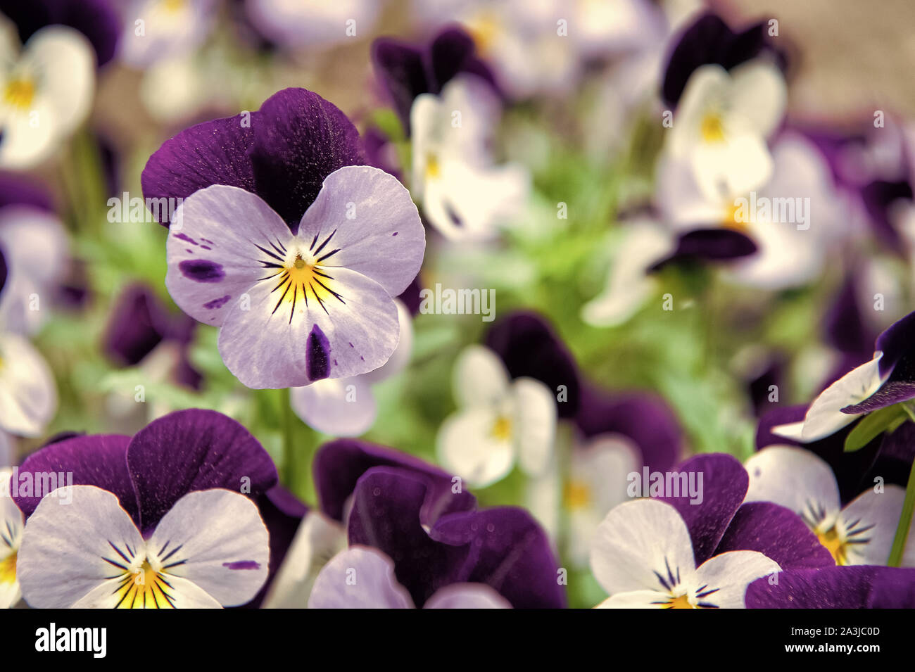 Robust and blooming. Garden pansy with purple and white petals. Hybrid