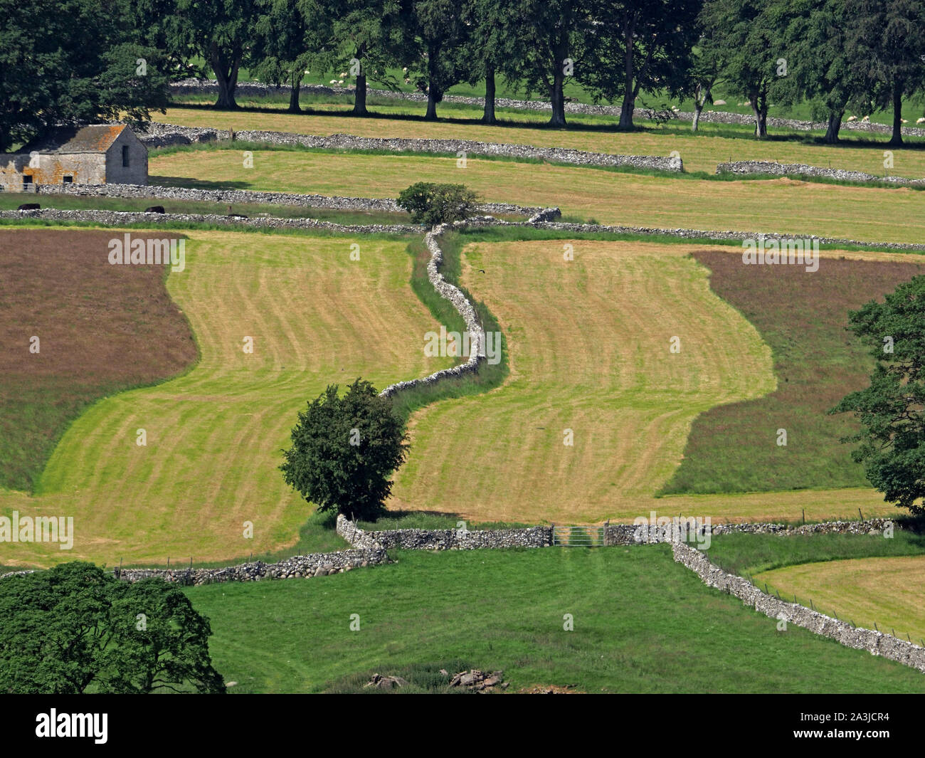 wavy patchwork pattern of partially mown hillside fields divided by wiggly dry stone wall with barn and line of trees in background Cumbria,England,UK Stock Photo