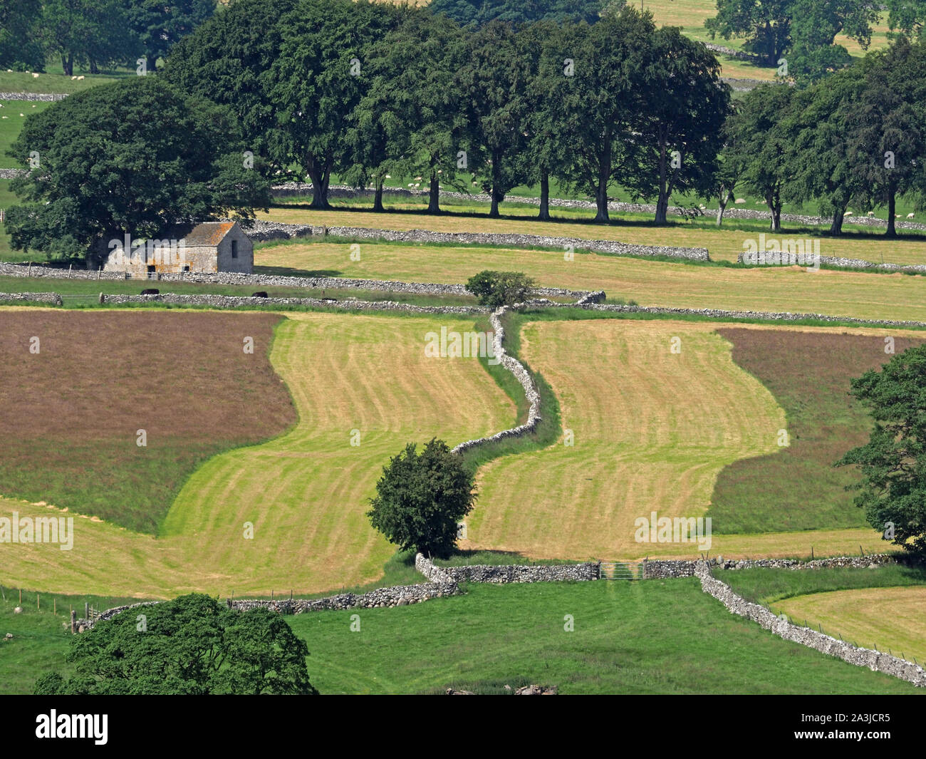 wavy patchwork pattern of partially mown hillside fields divided by wiggly dry stone wall with barn and line of trees in background Cumbria,England,UK Stock Photo