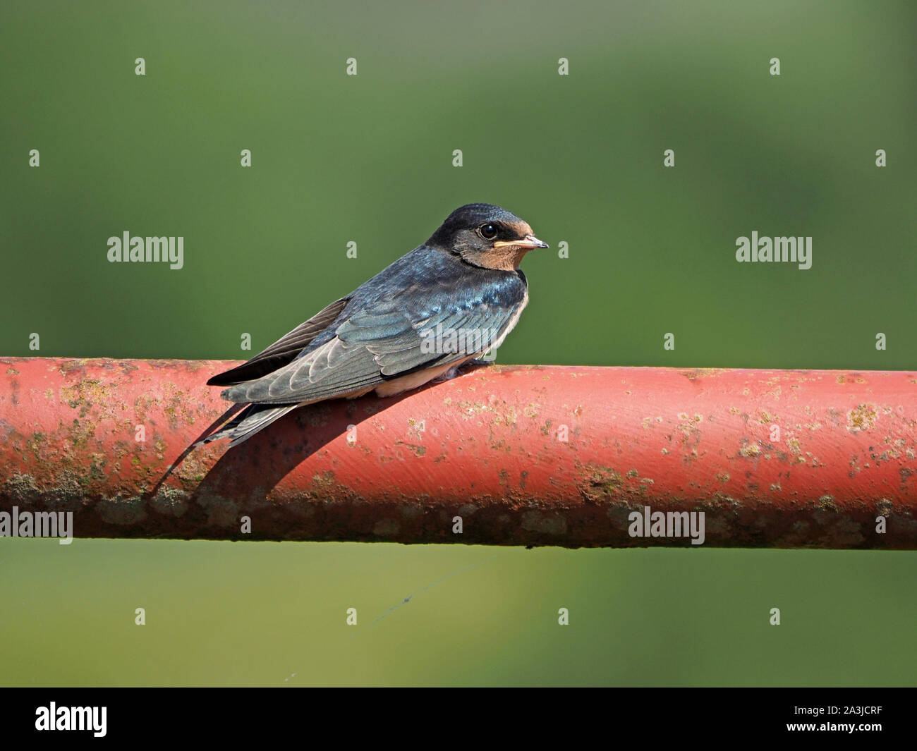 bright-eyed young Barn swallow (Hirundo rustica) chick sitting on rusty red top bar of farm gate waiting for food in Cumbria,England,UK Stock Photo