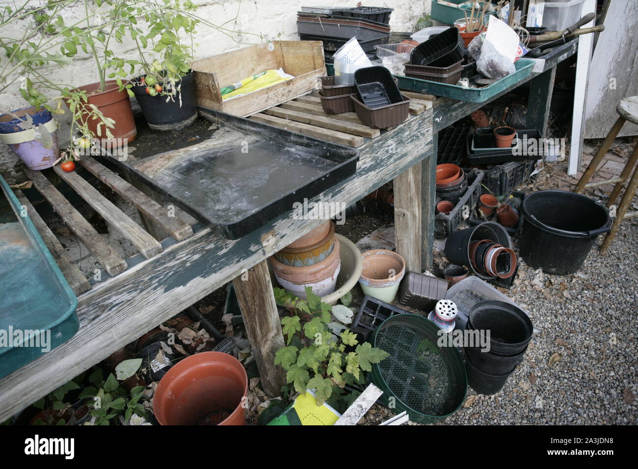 Interior of Greenhouse with Growing Tables, Seed Trays and Plant Pots Stock Photo