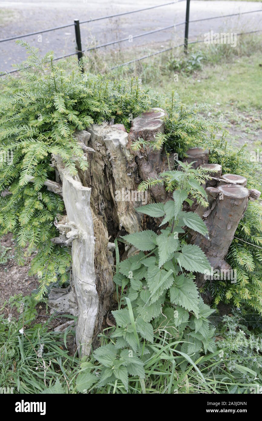 Cut Rotten Tree Stump with Suckers, Nettles and Overgrown Vegetation Stock Photo Alamy