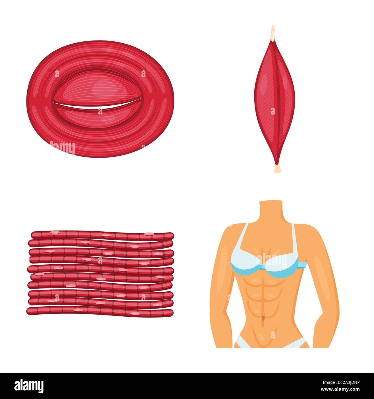Isolated object of muscle and cells logo. Set of muscle and anatomy ...