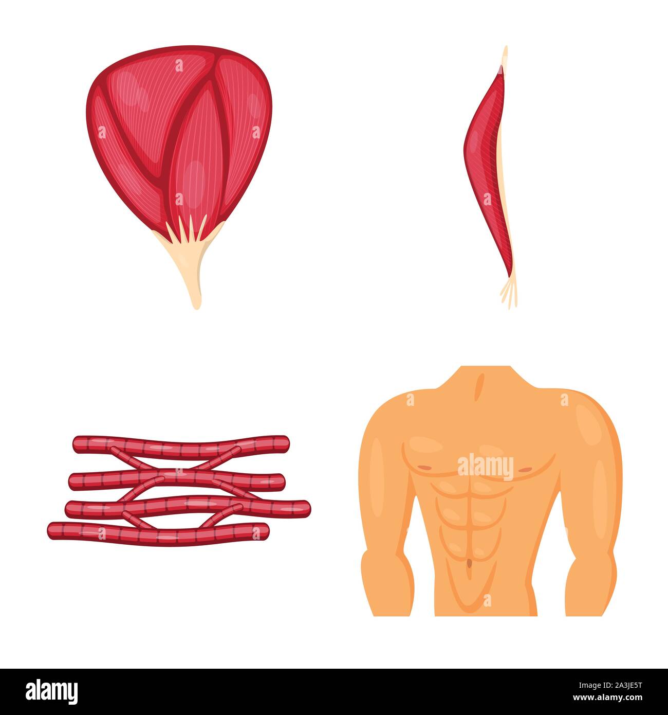 Isolated object of muscle and cells icon. Collection of muscle and ...
