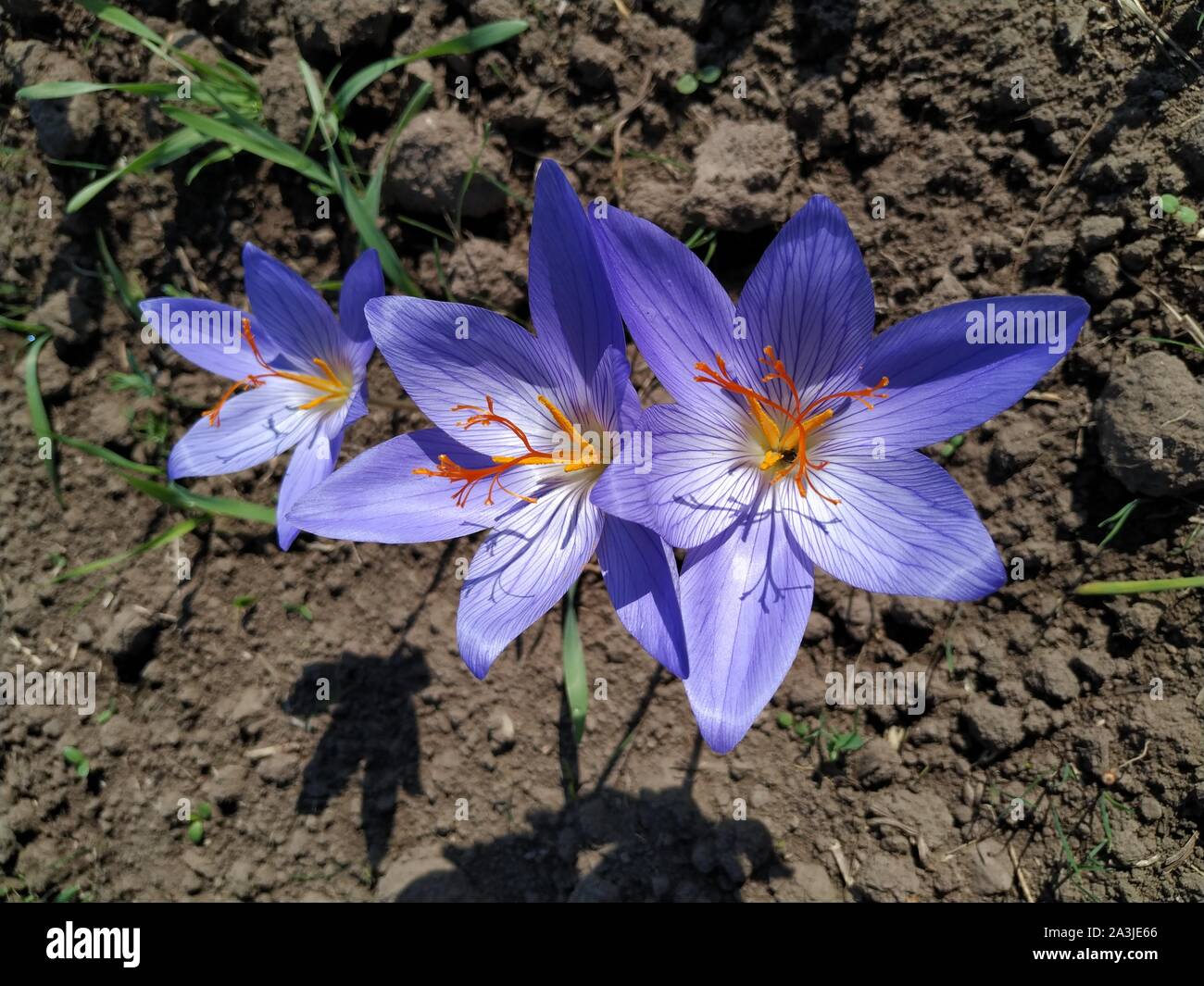 Saffron Flower Blooming in Nagorno Karabakh Armenia Azerbaijan 2019 Stock Photo