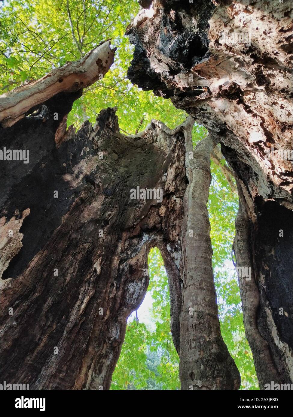 Korolek markazlashtiruvchi sipovka fotosurati