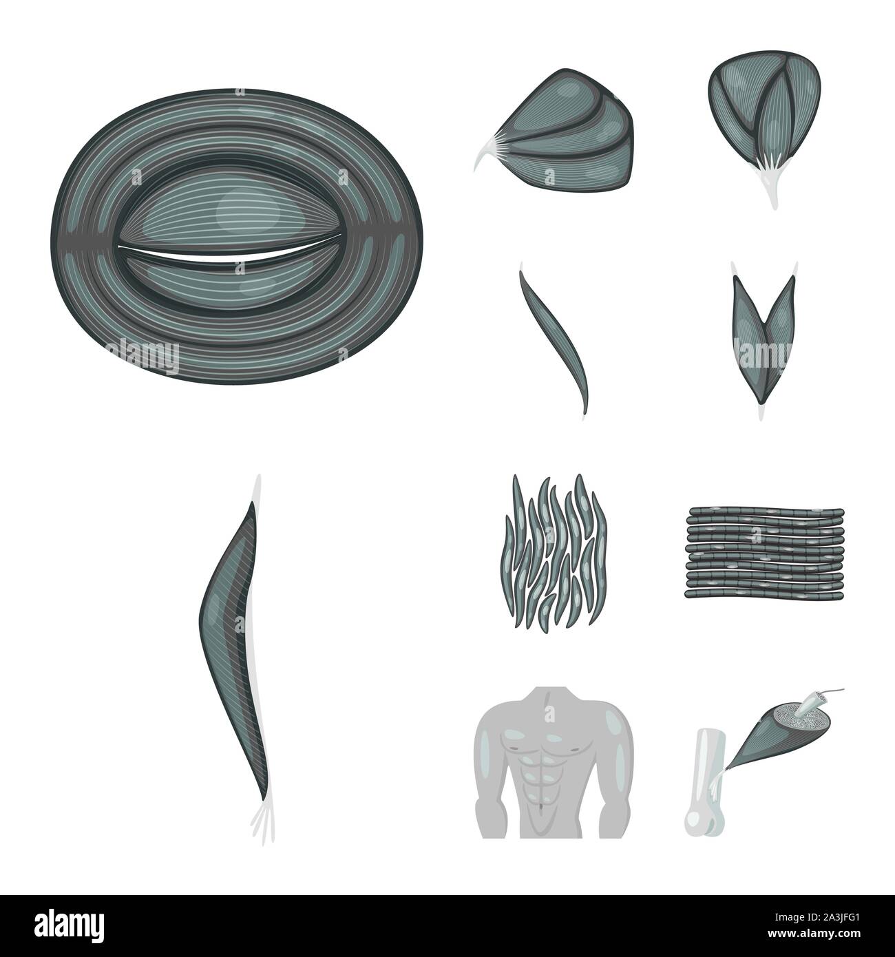 Vector illustration of human and body logo. Set of human and cells ...