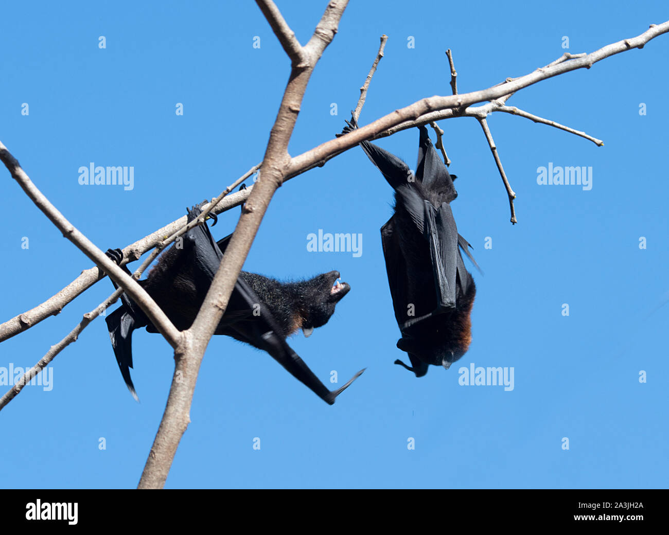 Black Flying Foxes squabbling (Pteropus alecto), Ravenswood, Queensland, QLD, Australia Stock Photo