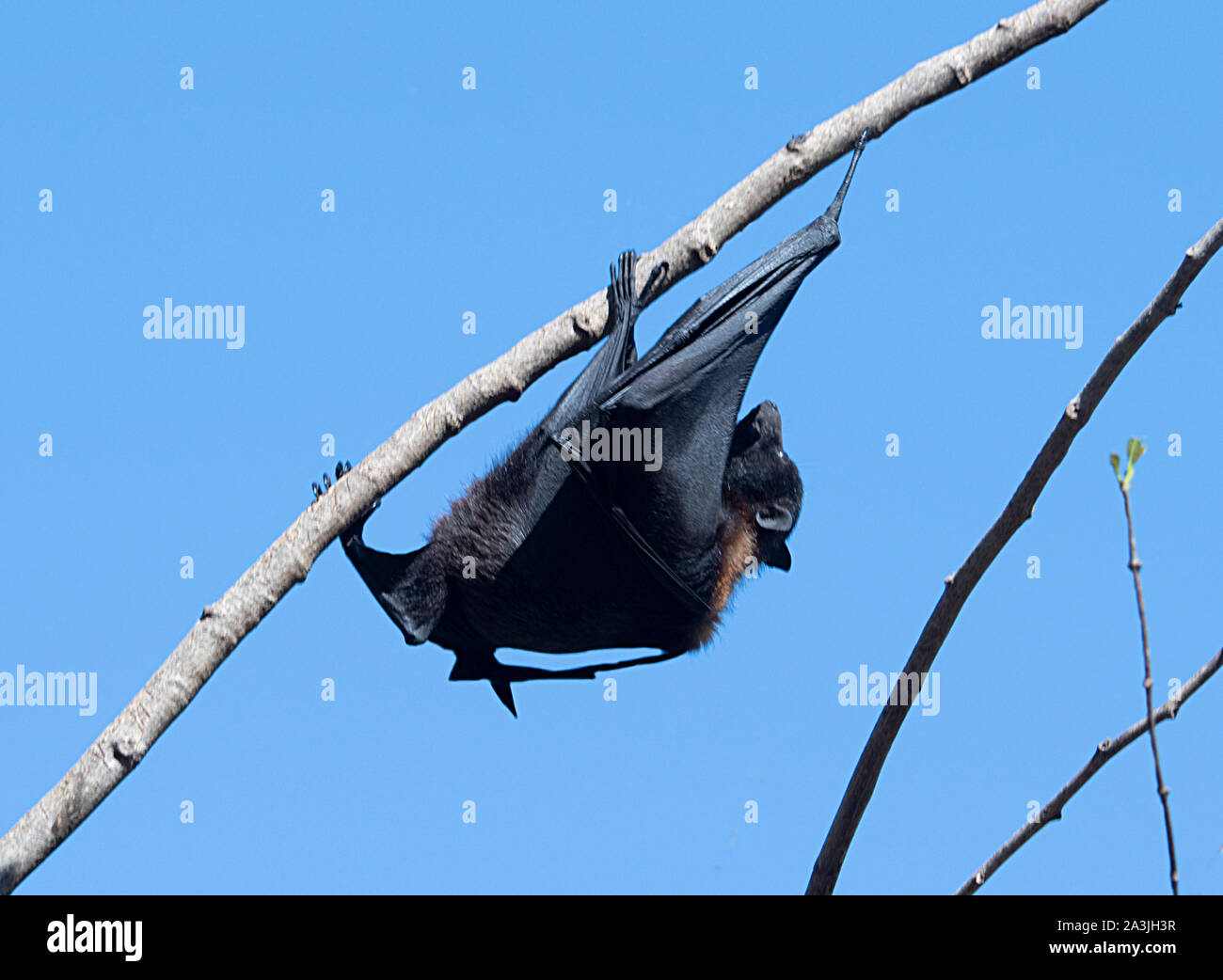 A Black Flying Fox (Pteropus alecto), Ravenswood, Queensland, QLD, Australia Stock Photo
