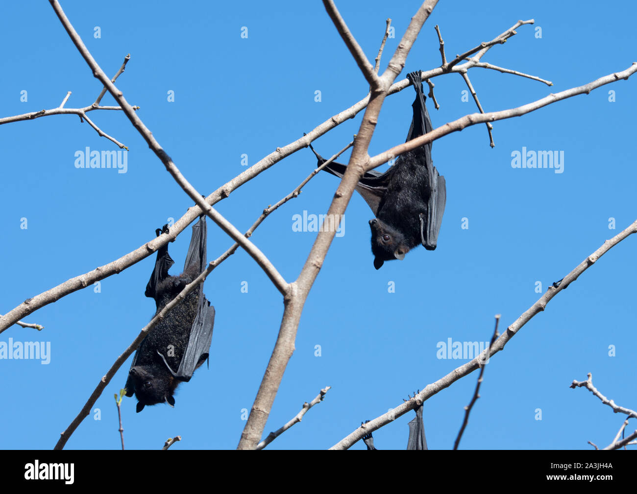 Two Black Flying Foxes (Pteropus alecto) hanging from a branch, Ravenswood, Queensland, QLD, Australia Stock Photo