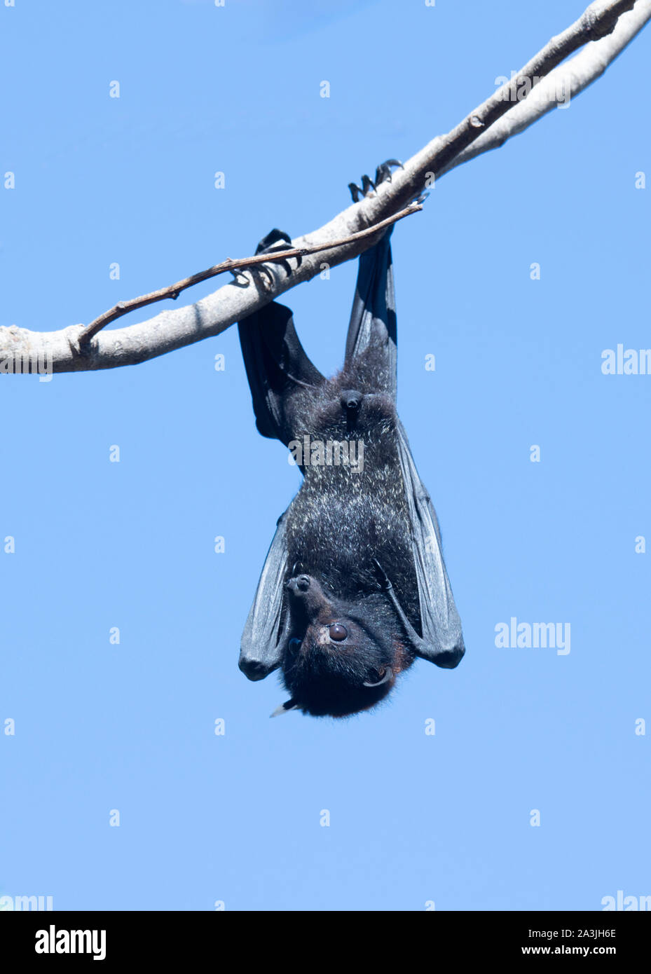 A Black Flying Fox (Pteropus alecto) hanging from a branch, Ravenswood, Queensland, QLD, Australia Stock Photo
