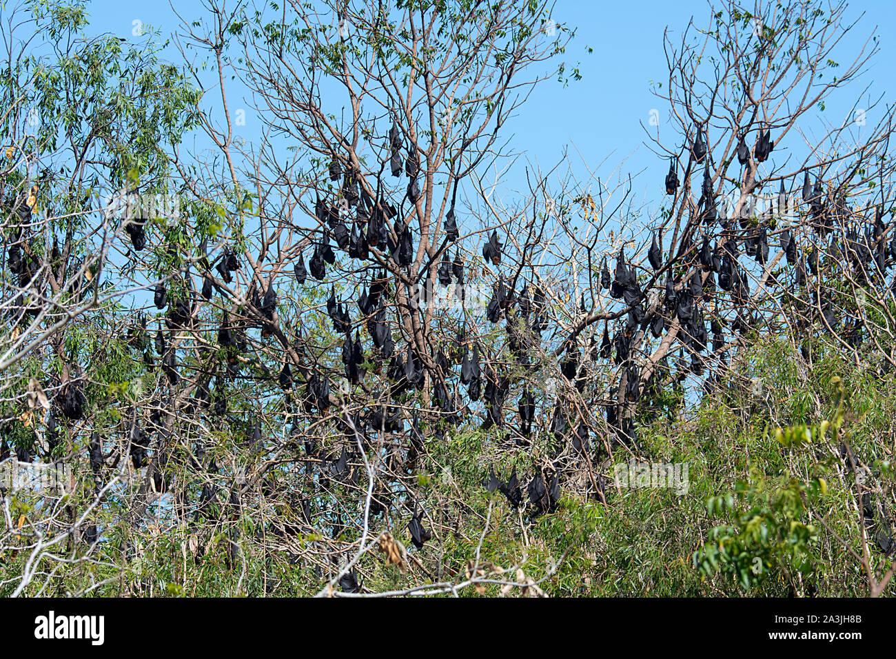 A colony of Black Flying Foxes (Pteropus alecto), Ravenswood, Queensland, QLD, Australia Stock Photo