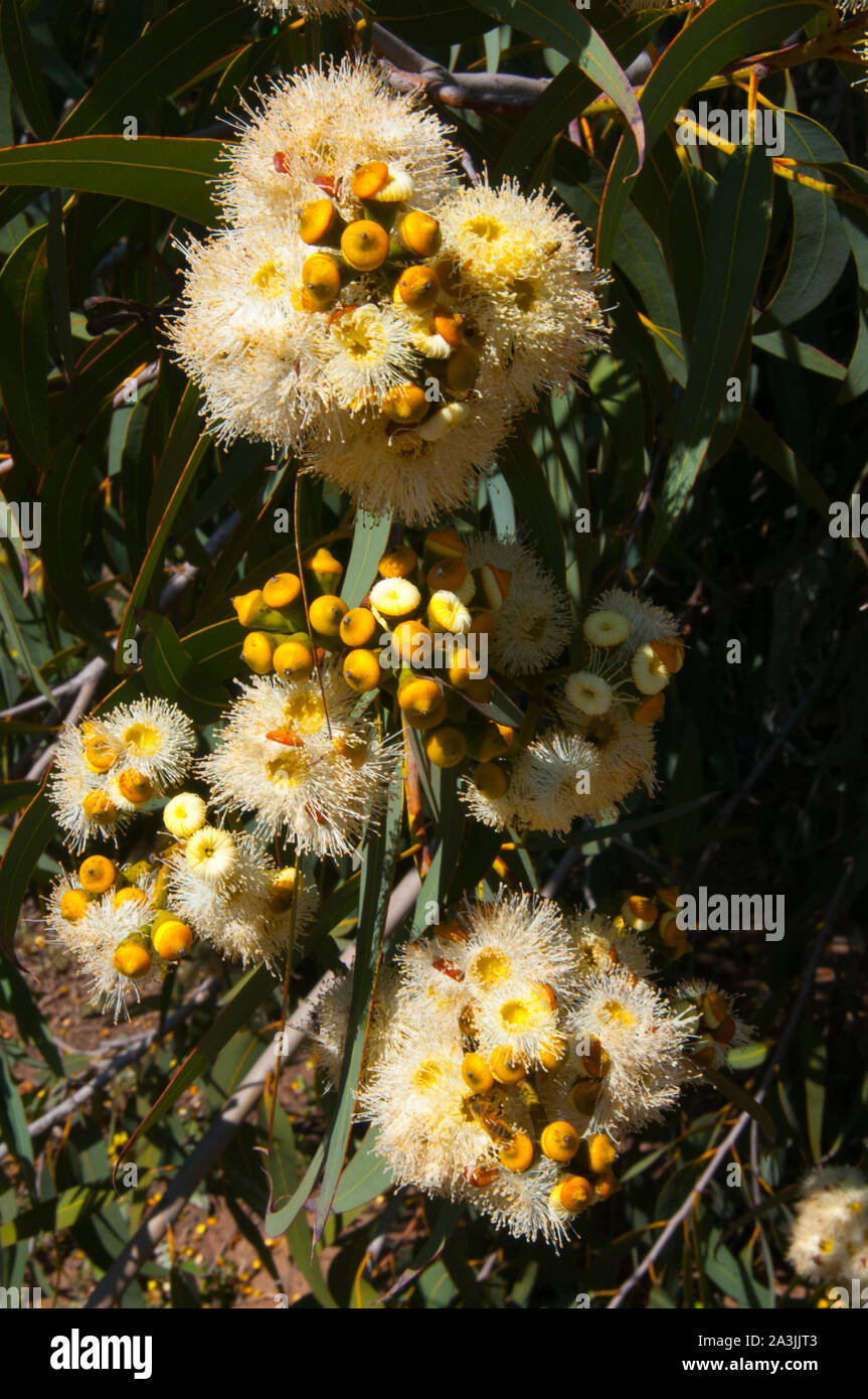 Flowering gum in Rochester, northern Victoria, Australia Stock Photo