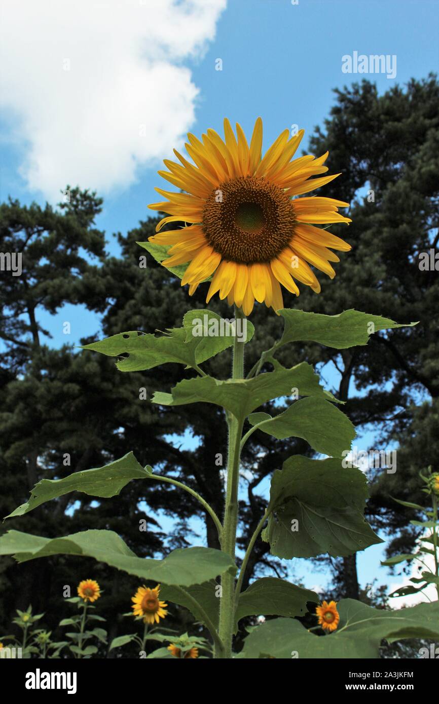 Sunflower in a field at LSU Botanic Gardens, Baton Rouge, Louisiana