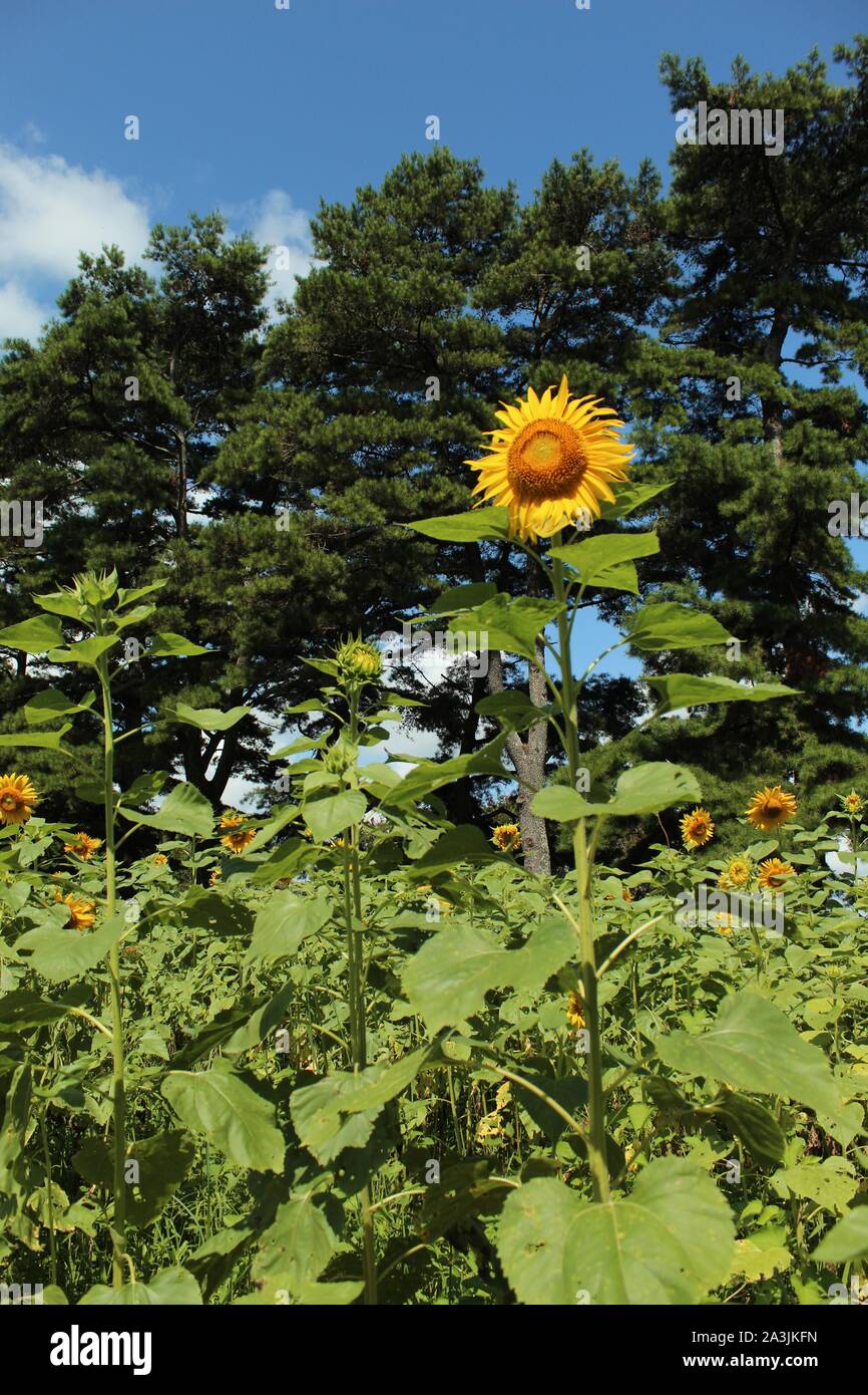 Sunflower field at LSU Botanic Gardens, Baton Rouge, Louisiana Stock