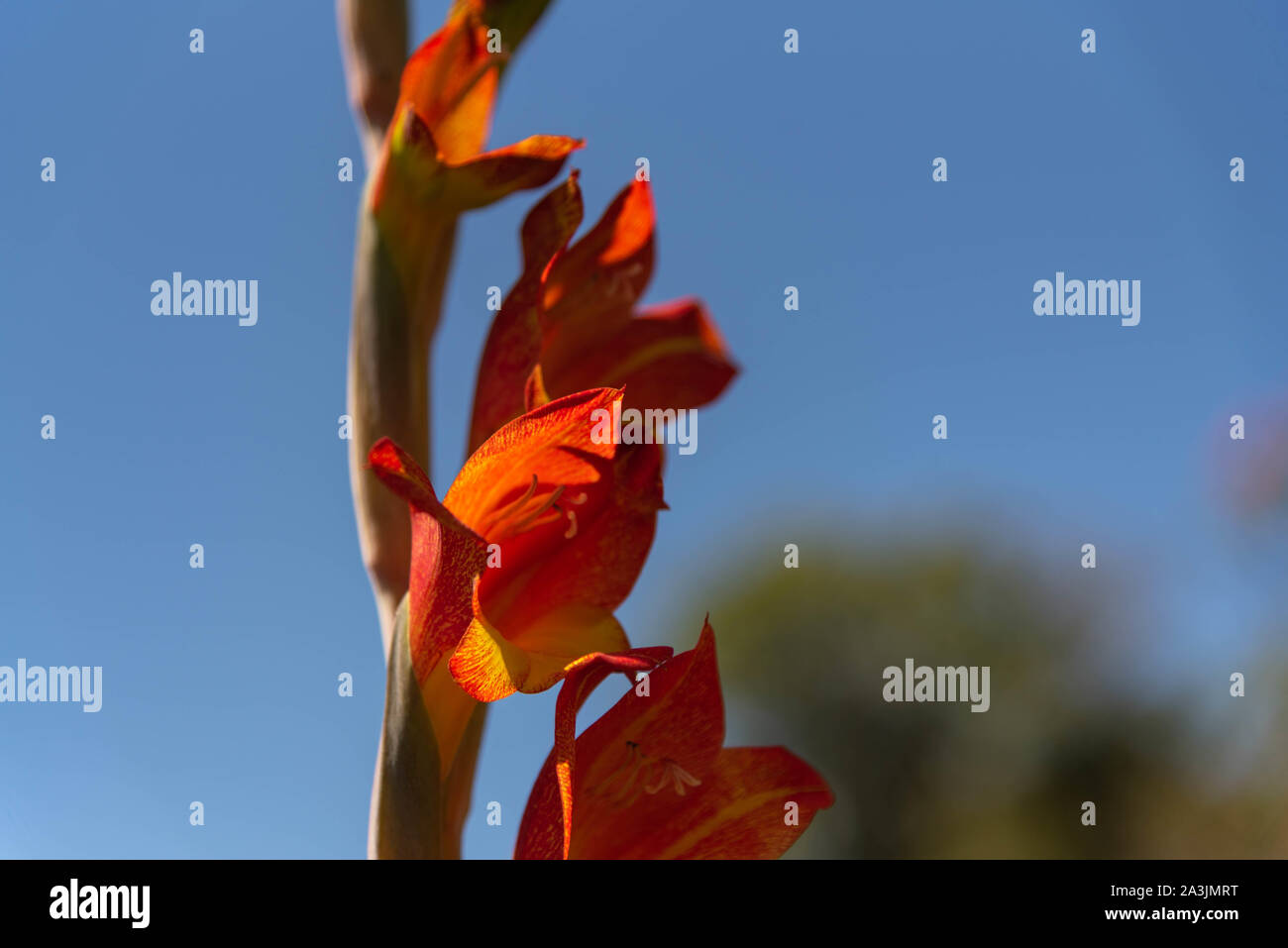 Canna indica flower, commonly known as Indian shot, African arrowroot, edible canna, purple arrowroot, Sierra Leone arrowroot, is a plant species in t Stock Photo