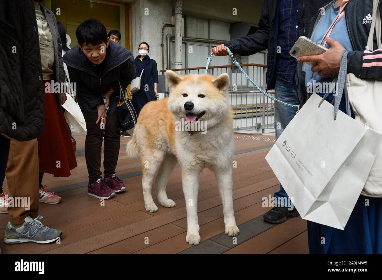 Dog and his admirers at 3331 Arts Chiyoda, Tokyo, Japan Stock Photo