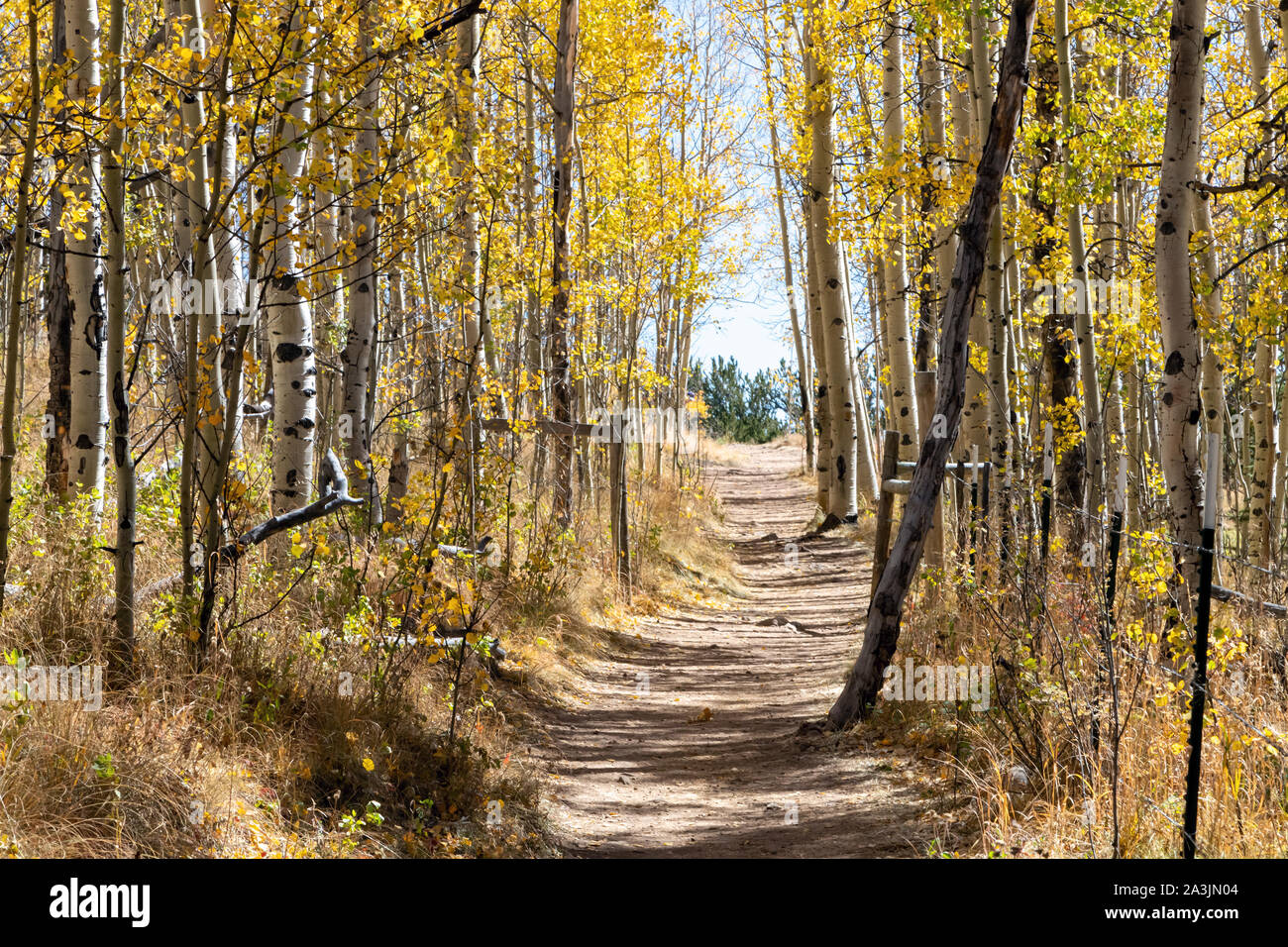 Dirt hiking trail winds through a golden fall aspen forest in the Colorado Rocky Mountains on a bright sunny fall day Stock Photo