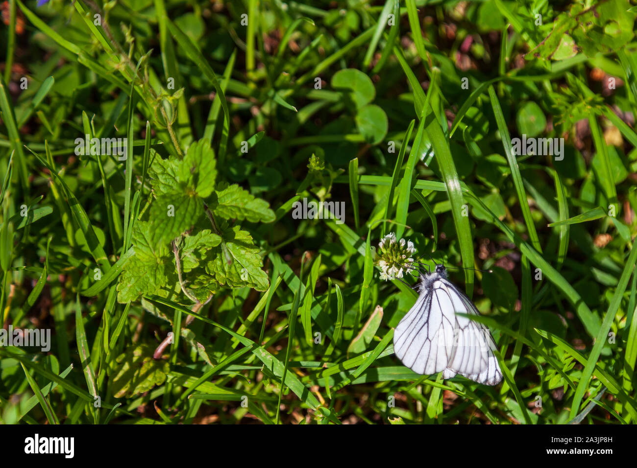 Light sensor pest hires stock photography and images Alamy
