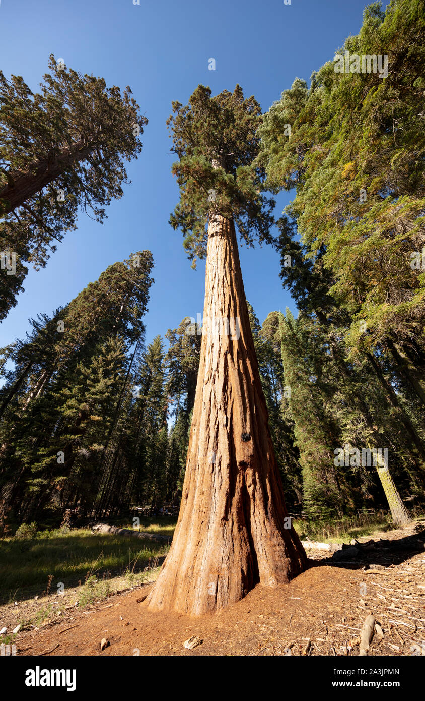 A view of General Sherman Tree, the largest living tree and organism on Earth. This Sequoia Tree stands 275 feet (83 m) tall, and is over 36 feet (11 Stock Photo