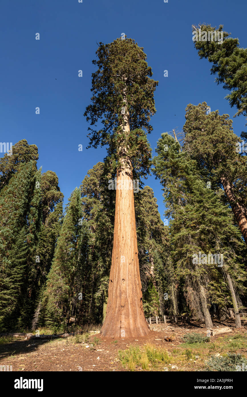 A view of General Sherman Tree, the largest living tree and organism on Earth. This Sequoia Tree stands 275 feet (83 m) tall, and is over 36 feet (11 Stock Photo