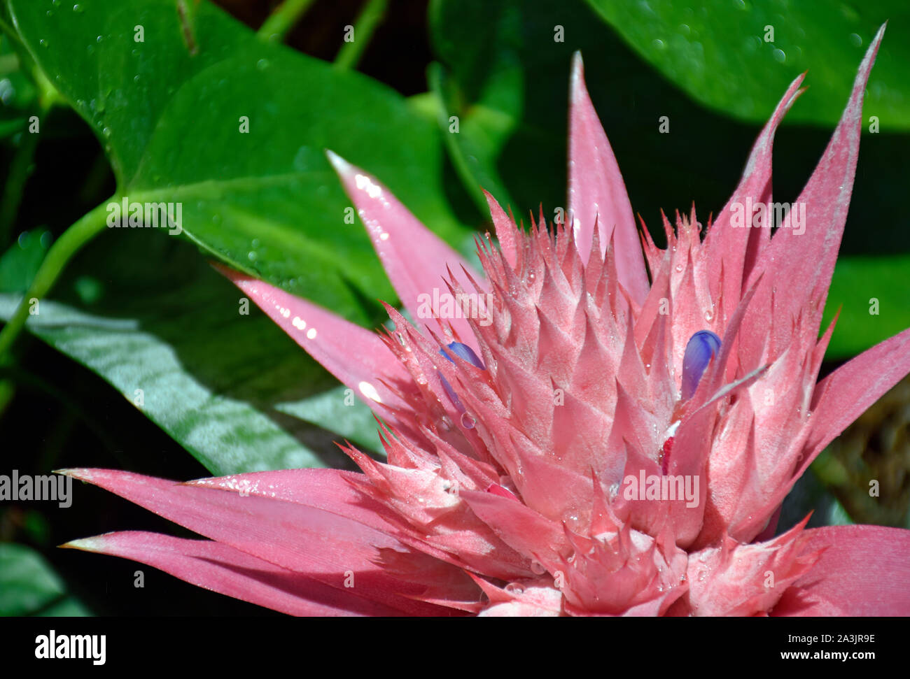Pink Bromeliad after a short New Mexico rain at the Botanical Gardens Stock Photo