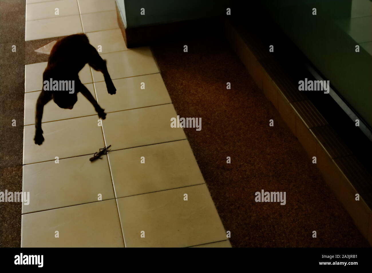 Silhouette blurred motion of a tabby cat jumping up in the air while playing with his prey, a dead lizard lying on tiled floor Stock Photo
