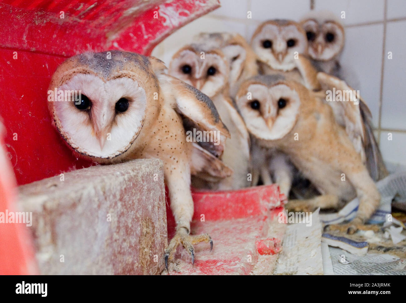 Leiferde, Germany. 01st Oct, 2019. Barn owls sit in the Nabu species protection centre in the district of Gifhorn. The owls had appeared during the demolition of a barn. Credit: Julian Stratenschulte/dpa/Alamy Live News Stock Photo