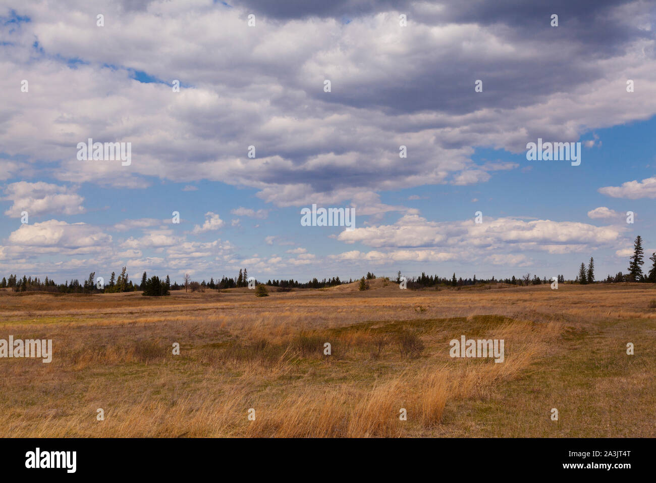 Landscape in Spruce Woods Provincial Park, Manitoba, Canada Stock Photo