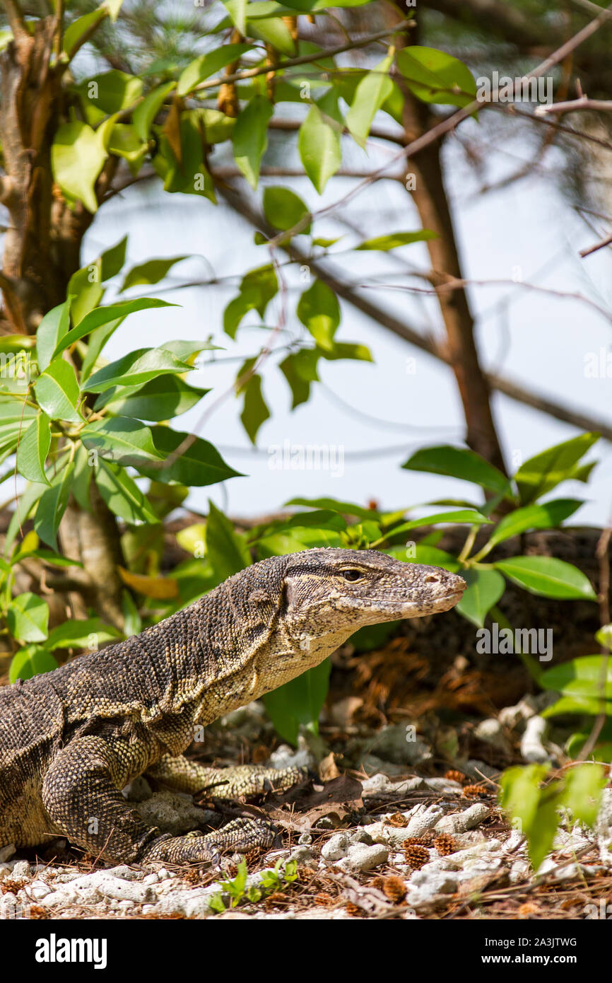 Biawak biawak