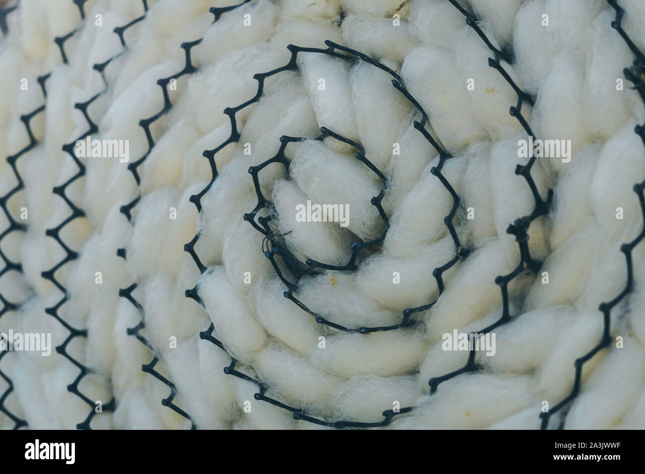 Close up to natural white silkworm cocoon shell in black plastic weave tray. Silkworm cocoon background. Stock Photo