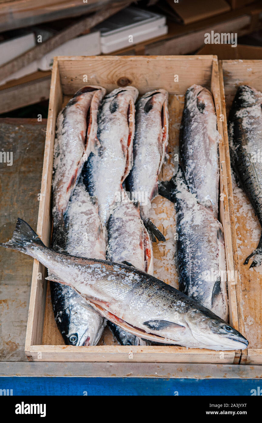 Whole fresh raw Japanese salmons with ice covered in wooden box top