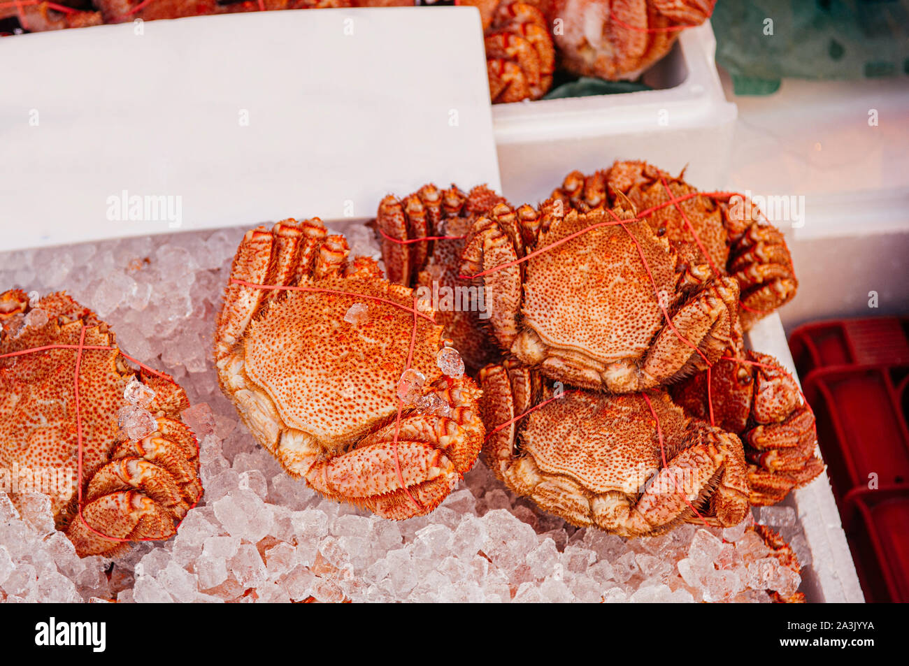 Live Japanese horsehair crabs or Kegani at Hakodate Asaichi fish market Hokkaido. Top view live
